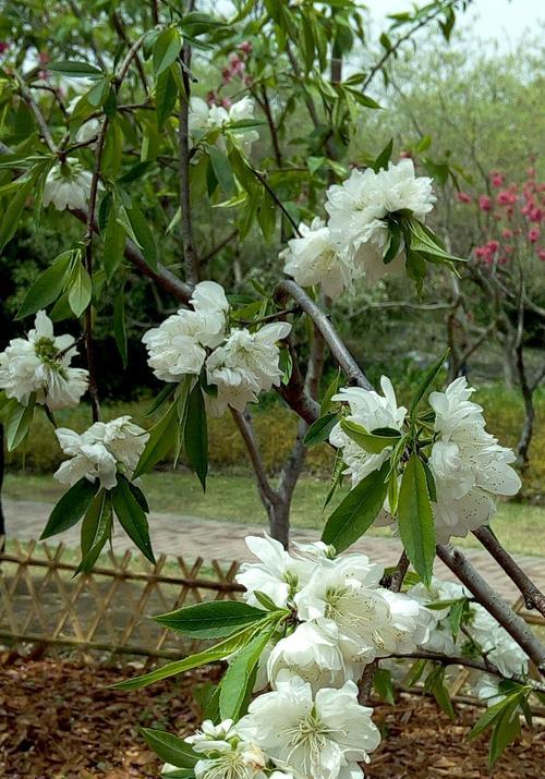 花开彩云间，春意盎然（花开彩云间，春意盎然）