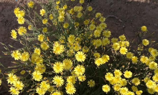 芳香之恋：一场甜蜜的爱情故事