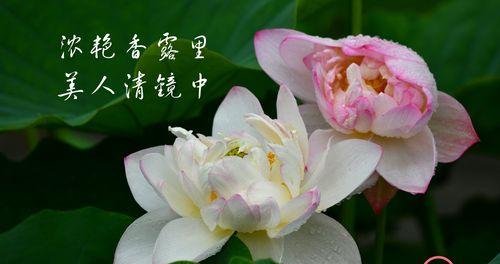 荷香清茶（爱与友的交织）