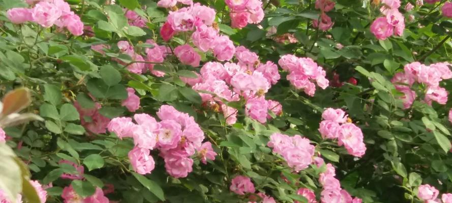 迷人的芳香