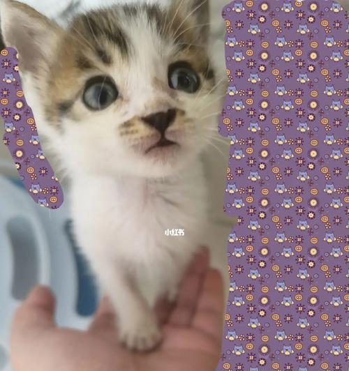 一个人和一只猫的心灵契合（一个人和一只猫的心灵契合）