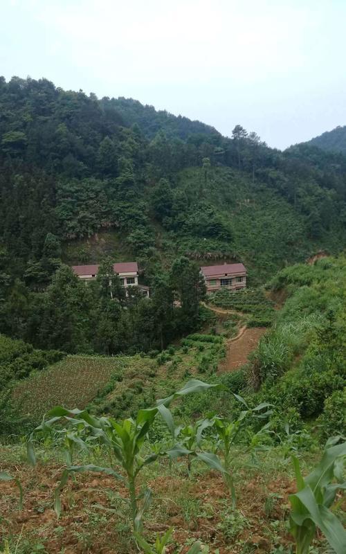 家乡人的淳朴心灵（探寻淳朴，重拾美好）