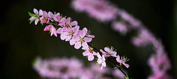 孤芳自赏（青春孤独中的开花）