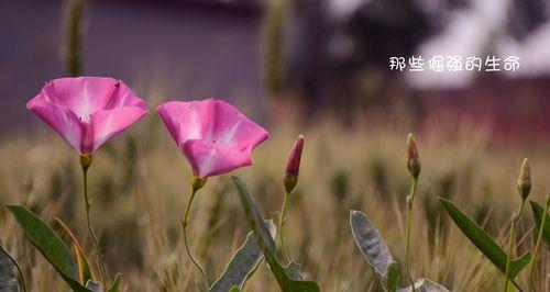 坚强生命的崛起（细节决定命运）