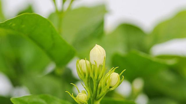 茉莉花香（香气带来的温暖）