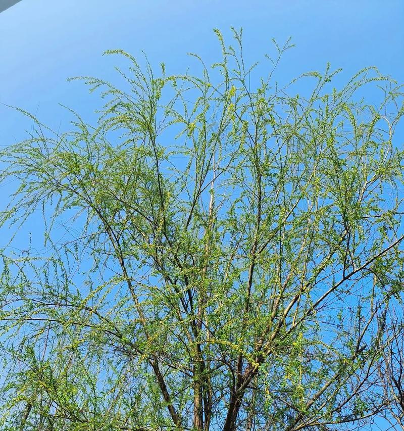 春暖花开：春风十里不如你