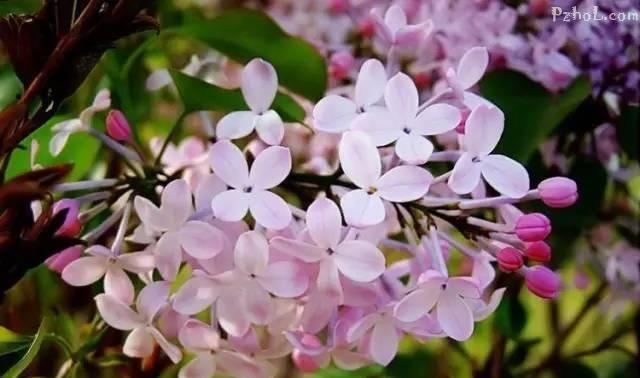 花香溢满心间（一场关于爱情和坚持的故事）