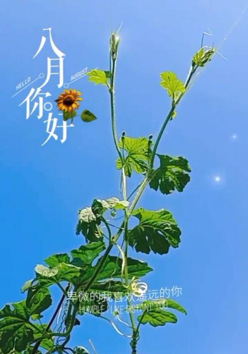阳光照耀心灵，悲凉随风而逝（一个女孩的坚强与成长）
