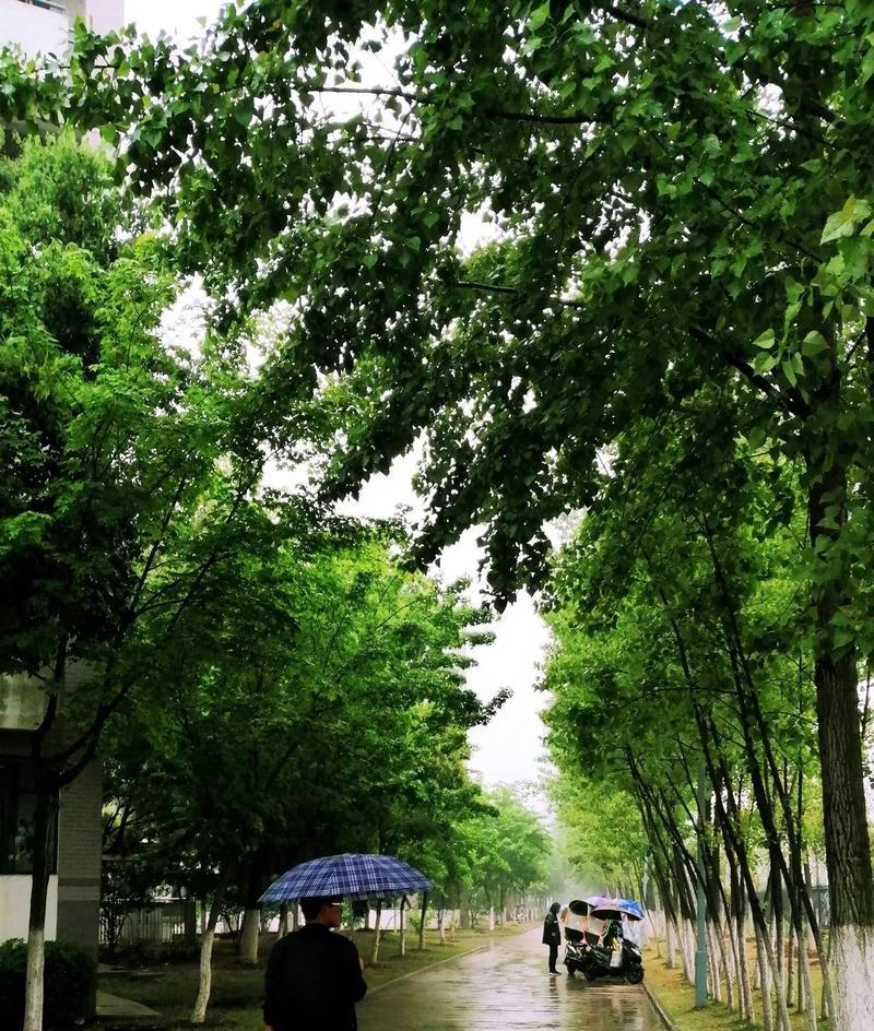 远方的雨季（一场别样的雨天）