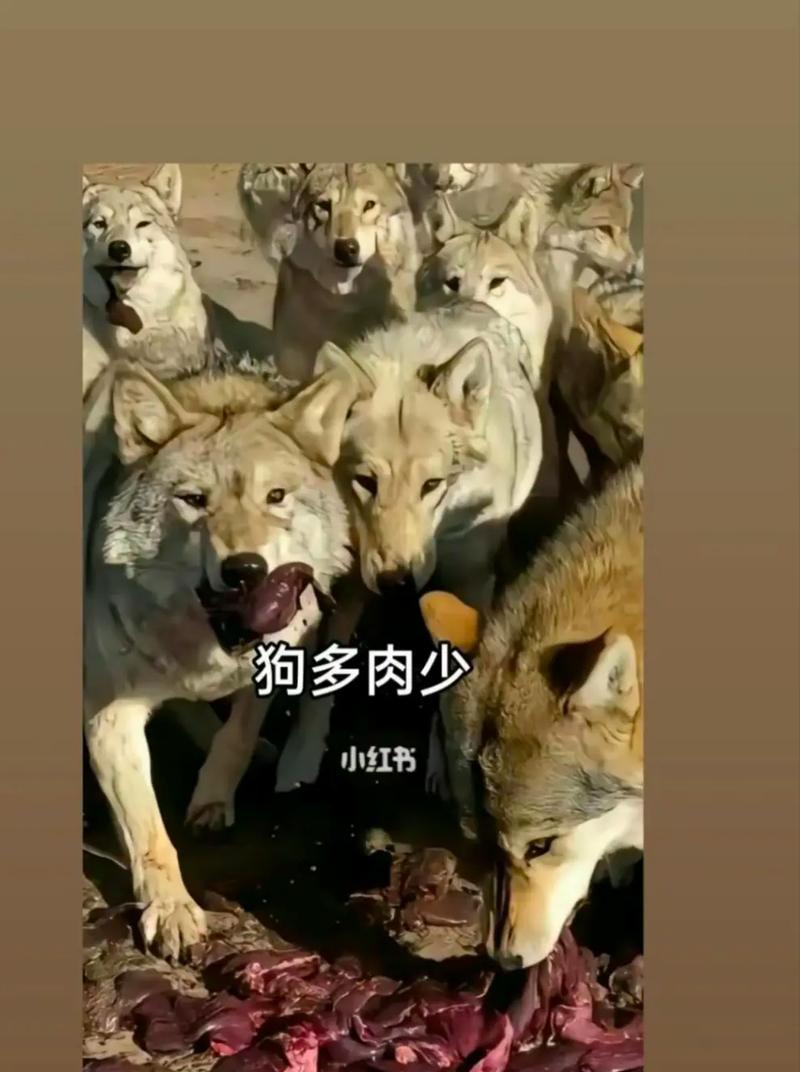 自然之力（当人类遇上自然的力量）