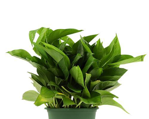 冬日中的芳香与生命力（冬日中的芳香与生命力）