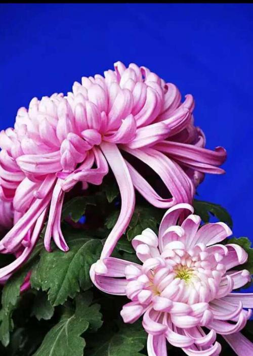 一个美丽的花园（一个美丽的花园）