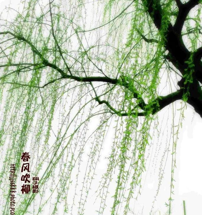 妈妈的滋润（母爱如细雨）
