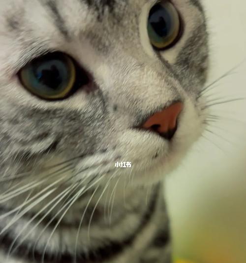 一只小猫咪的成长故事（一只小猫咪的成长故事）