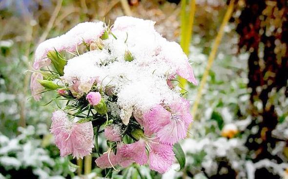 深度雪中的坚强生命（一个逆境中的破晓和奇迹）