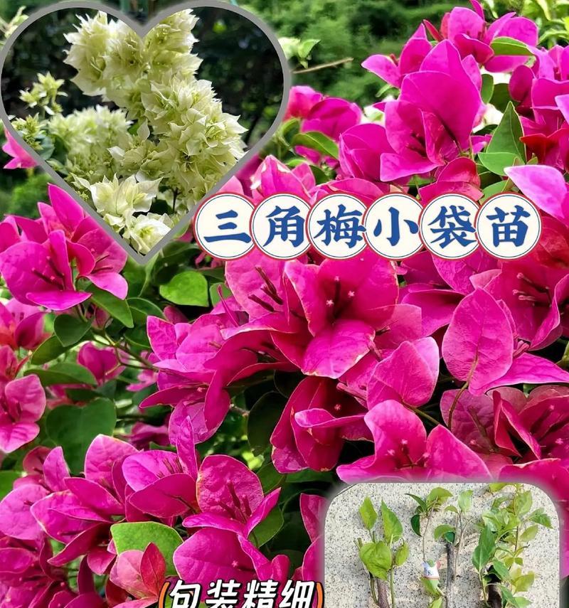 三角梅之恋（缘起花开，缘灭花落）