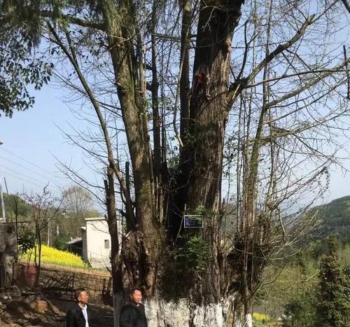 承担责任，展现勇气（一次小小的救援，却展现出众人的力量）